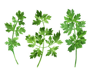 Parsley, three stems with leaves, hand drawn