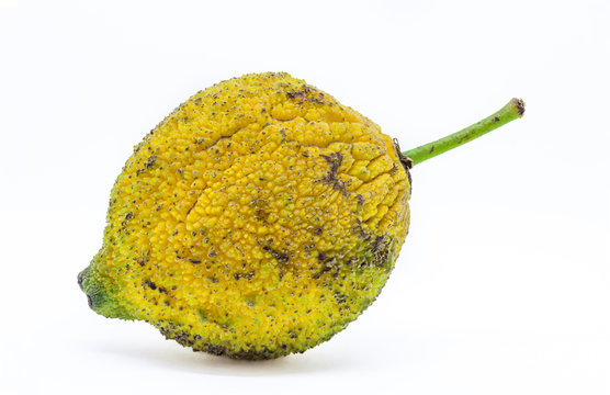 Fruit of the Garcinia madruno tree isolated in white background