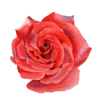 The drawing is painted with watercolors. A red rose is depicted on a white background.