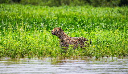 Jaguar walks along the grass along the river bank. South America. Brazil. Pantanal National Park.