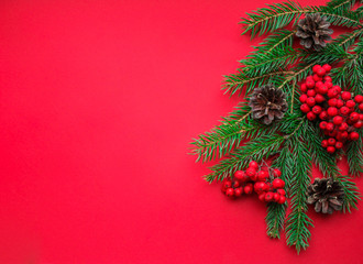 The spirit of Christmas, nature decorations: fir branches, cones, bright red Rowan berries on a bright red background with space for text