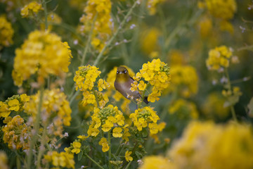 菜の花 メジロ