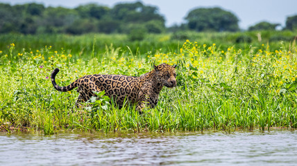 Jaguar walks along the grass along the river bank. South America. Brazil. Pantanal National Park.