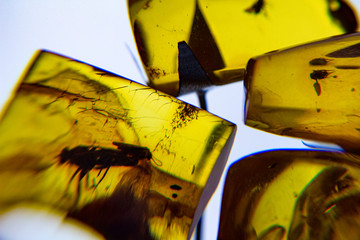 Amber, fossil resin produced by pine trees. Inclusions of insects.  Animals preserved in the amber,