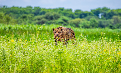 Jaguar walks along the grass along the river bank. South America. Brazil. Pantanal National Park.