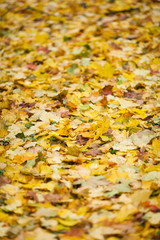 fallen colorful leaves on the ground autumn day