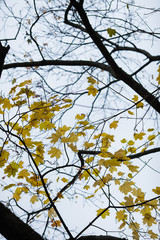 autumn leaves on trees on a frosty day against the background of the sky