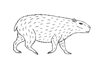 Vector hand drawn sketch capybara isolated on white background
