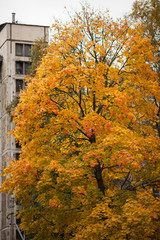 yellowed autumn tree on the background of Windows of a multi-storey building in the city
