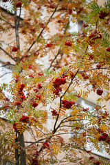yellow leaves and red clusters of mountain ash on the background of Windows of a multi-storey house in autumn