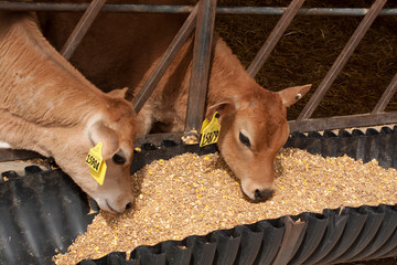 Two Jersey calves eating at a feed bunk. © Margaret Burlingham