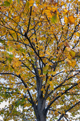 low angle view of a tree with colorful autumnal leaves