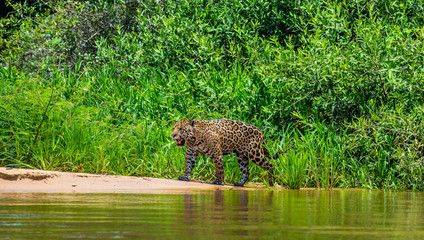 Jaguar walks along the sand along the river against the backdrop of beautiful nature. South America. Brazil. Pantanal National Park.