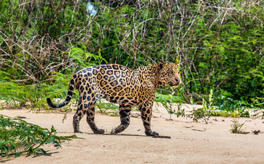 Jaguar walks along the sand along the river against the backdrop of beautiful nature. South America. Brazil. Pantanal National Park.