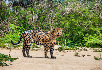 Jaguar stands on the sand against the backdrop of a picturesque landscape. South America. Brazil. Pantanal National Park.