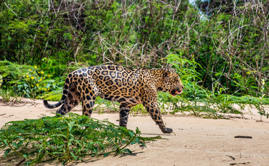 Jaguar is walking along the sand against the backdrop of beautiful nature. South America. Brazil. Pantanal National Park.