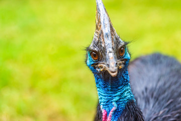 Cassowary bird head close up. Cassowary is looking at the camera. 