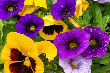 Closeup of colorful pansies (Viola wittrockiana) and petunias (Petunia).