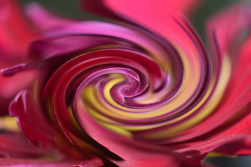 Pattern of a spiral abstract fractal effect created from the photo of a red and yellow flower.