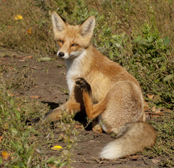 red fox