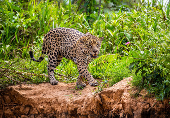 Jaguar walks along the grass along the river bank. South America. Brazil. Pantanal National Park.