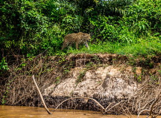 Jaguar walks along the grass along the river bank. South America. Brazil. Pantanal National Park.