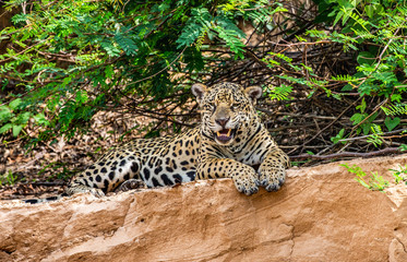 Jaguar lies on the ground among the jungle. Close-up. South America. Brazil. Pantanal National Park.