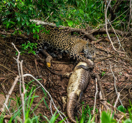 Fototapeta na wymiar Jaguar caught the caiman and drags it ashore deep into the forest. South America. Brazil. Pantanal National Park.