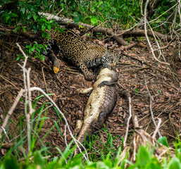 Jaguar caught the caiman and drags it ashore deep into the forest. South America. Brazil. Pantanal National Park.