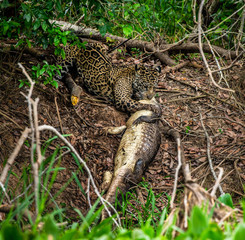 Jaguar caught the caiman and drags it ashore deep into the forest. South America. Brazil. Pantanal National Park.