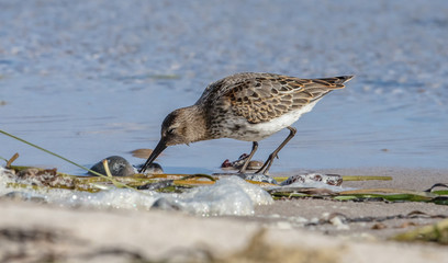 vögel