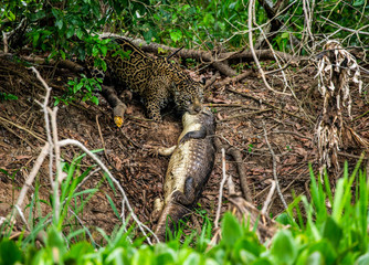 Jaguar caught the caiman and drags it ashore deep into the forest. South America. Brazil. Pantanal...