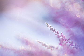 Common heather, Calluna vulgaris, flowers covered with ice crystals