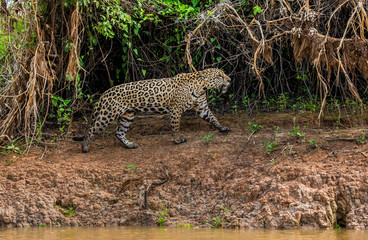 Jaguar is walking along the sand against the backdrop of beautiful nature. South America. Brazil. Pantanal National Park.