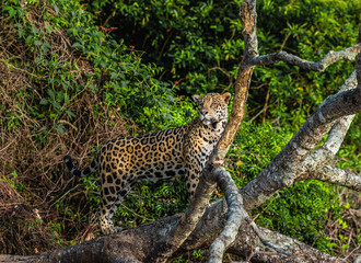 Jaguar stands on a tree in the jungle. South America. Brazil. Pantanal National Park.