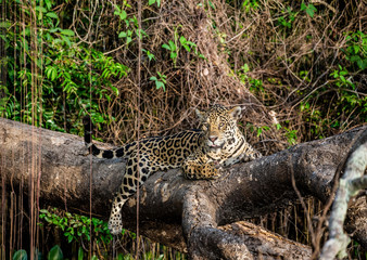 Jaguar lies on a picturesque tree in the middle of the jungle. South America. Brazil. Pantanal National Park.
