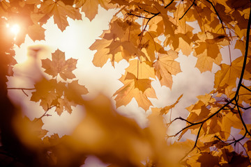 Autumn background-yellow maple leaves in the city Park