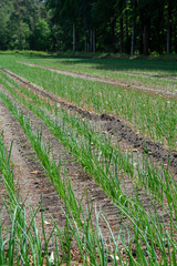 Green onion growing on farm field in Netherlands, Europe