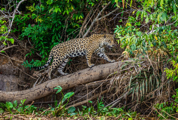 Jaguar stands on a tree above the river in the jungle. South America. Brazil. Pantanal National Park.