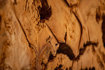 Huge saw cut sequoia tree, slab, texture of close up