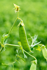 Green pea plants growing on farming fields in summer