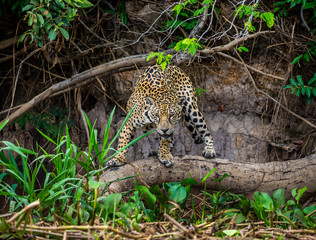 Jaguar stands on a tree above the river in the jungle. South America. Brazil. Pantanal National Park.