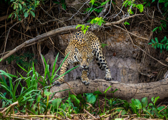 Jaguar stands on a tree above the river in the jungle. South America. Brazil. Pantanal National Park.