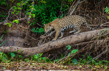 Jaguar stands on a tree above the river in the jungle. South America. Brazil. Pantanal National Park.