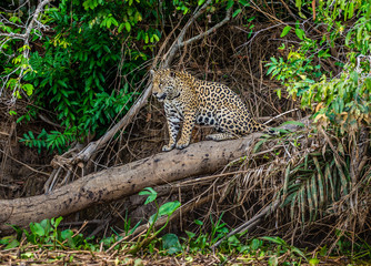 Jaguar stands on a tree above the river in the jungle. South America. Brazil. Pantanal National Park.
