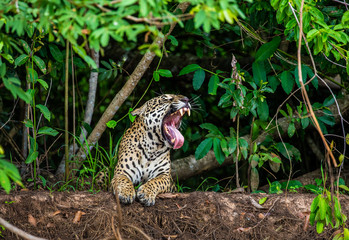 Jaguar lies on the ground among the jungle. Close-up. South America. Brazil. Pantanal National Park.