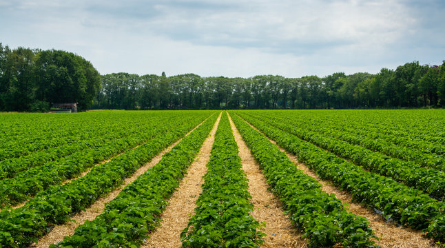 Strawberry fields, strawberry plants in rows growing on  farm on open air