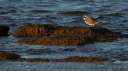 Common Ringed Plover Charadrius hiaticula La Caleta Beach Cadiz
