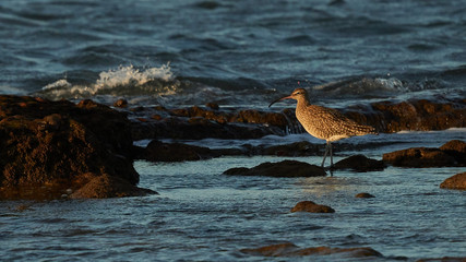 Eurasian Curlew Numenius arquata La Caleta Beach Cadiz