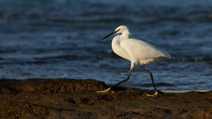 Little Egret Egretta garzetta La Caleta Beach Cadiz